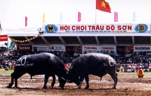 Đồ Sơn sẵn sàng cho lễ hội chọi trâu.